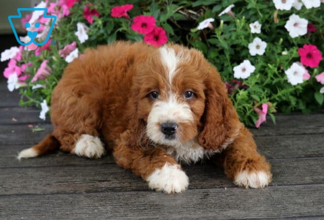 Scout Irishdoodle2 image