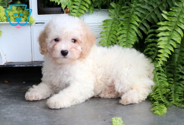 Sebastian Mini Goldendoodle image