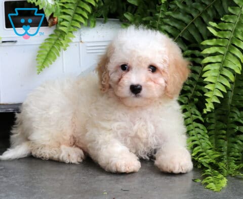 Sebastian Mini Goldendoodle2