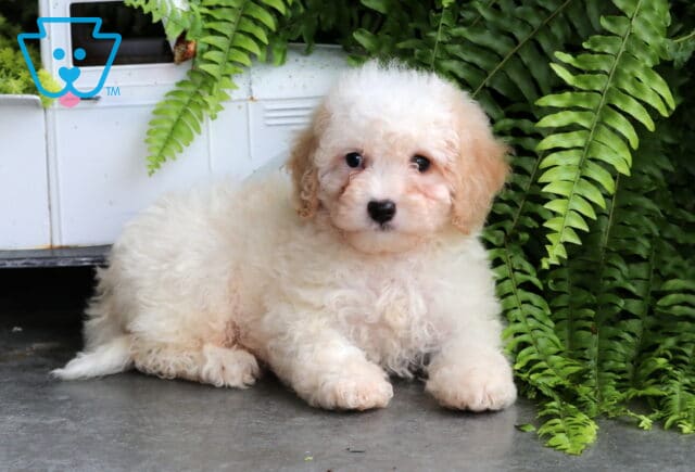 Sebastian Mini Goldendoodle2 image