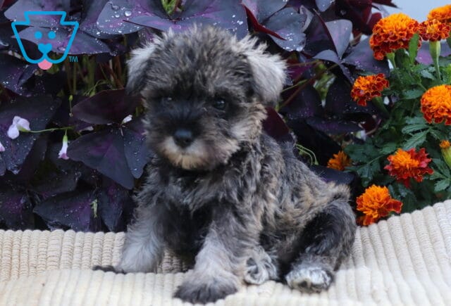 Mini Schnauzer puppy with a salt-and-pepper coat sitting on a cream blanket beside bright orange flowers and deep purple foliage. image