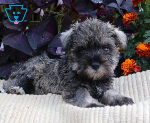 Salt-and-pepper Mini Schnauzer puppy lying on a cream blanket with orange flowers and dark purple foliage in the background.