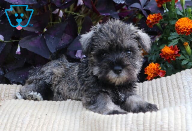 Salt-and-pepper Mini Schnauzer puppy lying on a cream blanket with orange flowers and dark purple foliage in the background. image