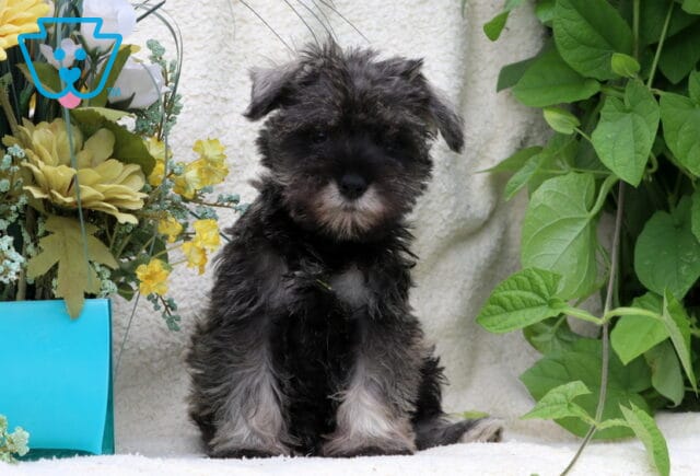 Black and silver Mini Schnauzer puppy sitting between a turquoise planter of yellow flowers and lush green vines. image