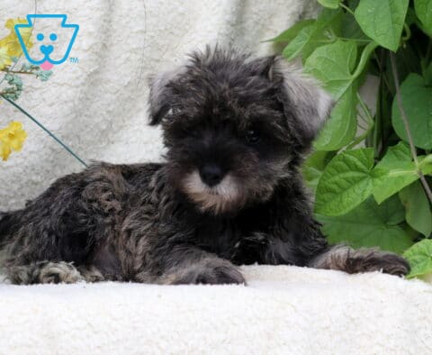 Serena Schnauzer2