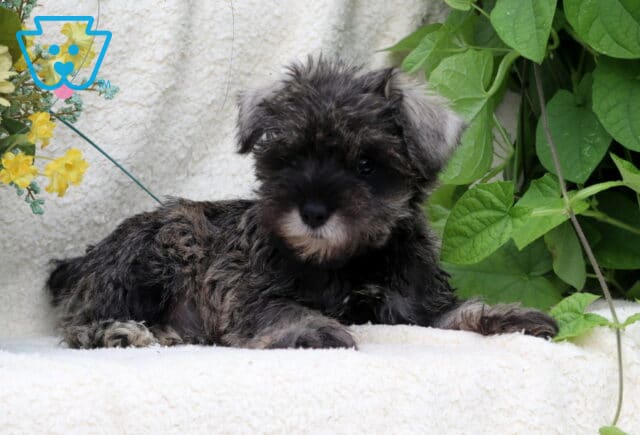 Salt-and-pepper Mini Schnauzer puppy lying with front paws stretched forward beside leafy green vines and yellow flowers. image