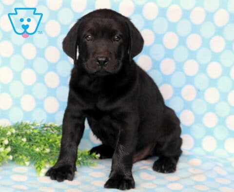 Black Labrador Retriever puppy sitting confidently on a blue polka dot backdrop, highlighting its shiny black coat, soulful eyes, and sweet, attentive face.