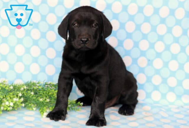 Black Labrador Retriever puppy sitting confidently on a blue polka dot backdrop, highlighting its shiny black coat, soulful eyes, and sweet, attentive face. image