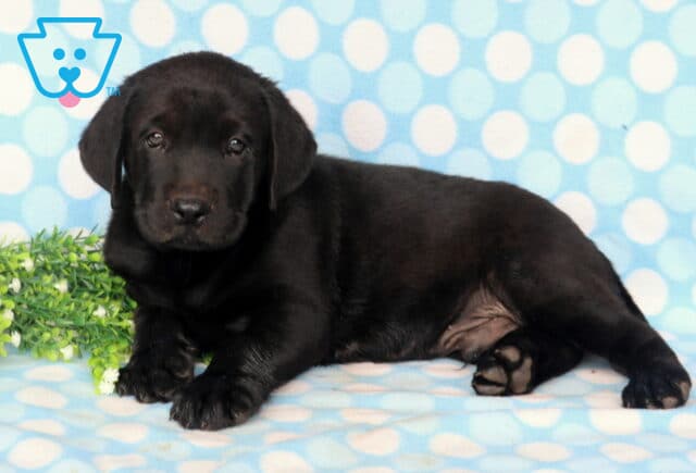 Black Labrador Retriever puppy lounging on a blue polka dot blanket beside greenery, showing off its sleek black coat, floppy ears, and calm, gentle expression. image