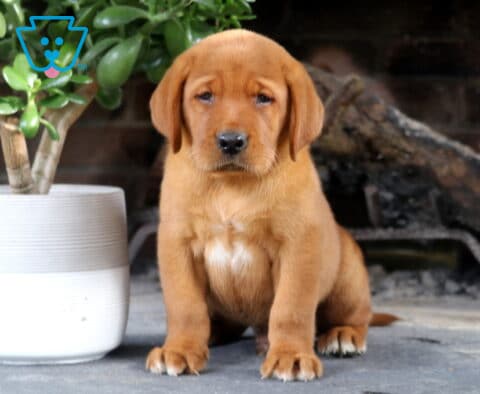 Shadow Fox Red Lab