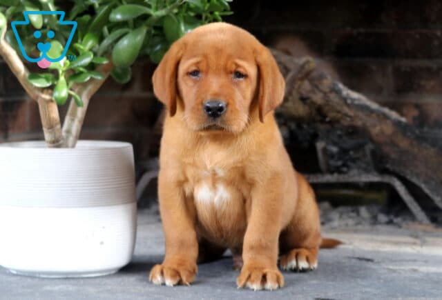 Shadow Fox Red Lab image