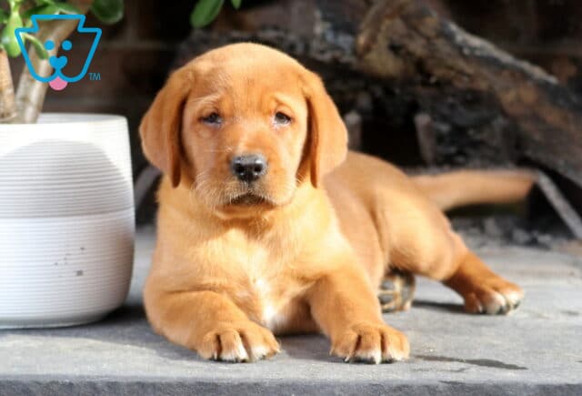 Shadow Fox Red Lab2 image