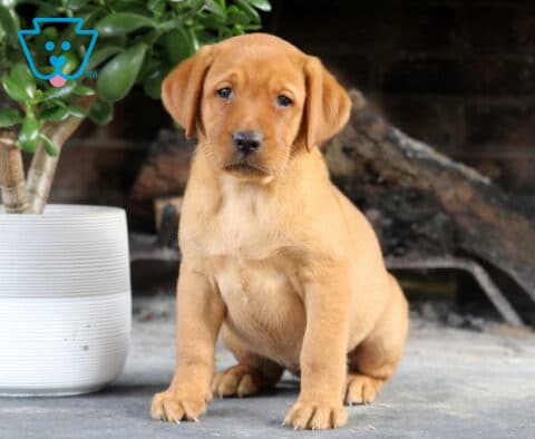 Shayla Fox Red Lab