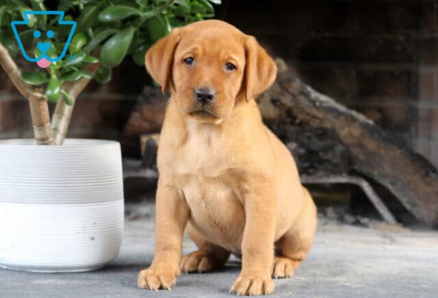 Shayla Fox Red Lab image