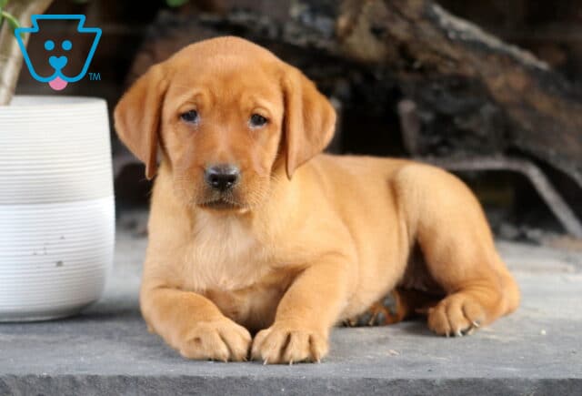 Shayla Fox Red Lab2 image