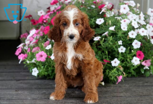 Shea Irishdoodle image