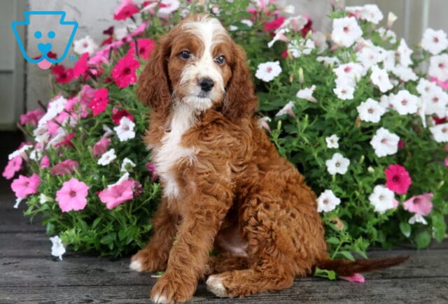 Shea Irishdoodle2 image