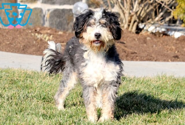 Shilo Mini Bernedoodle Alvin Stoltzfus image