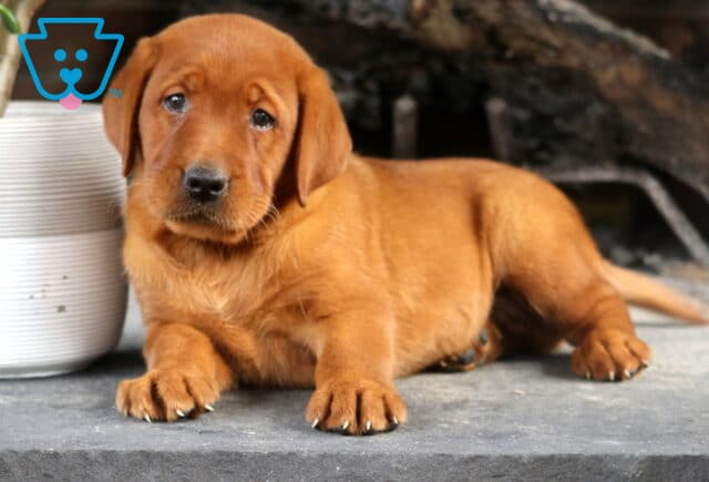 Sid Fox Red Lab image