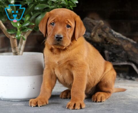 Sid Fox Red Lab2