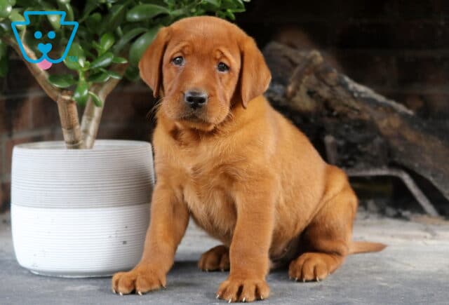 Sid Fox Red Lab2 image