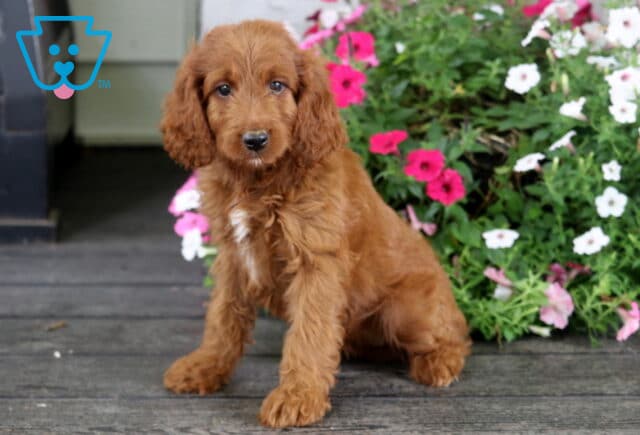 Sidney Irishdoodle image
