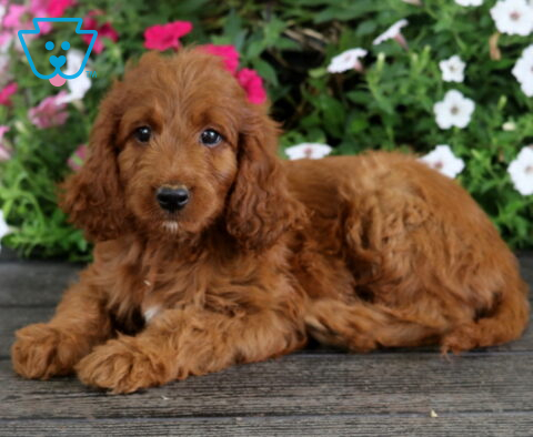 Sidney Irishdoodle2