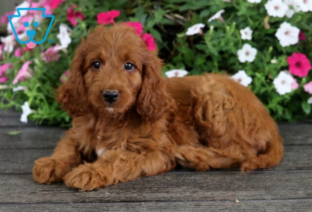 Sidney Irishdoodle2 image