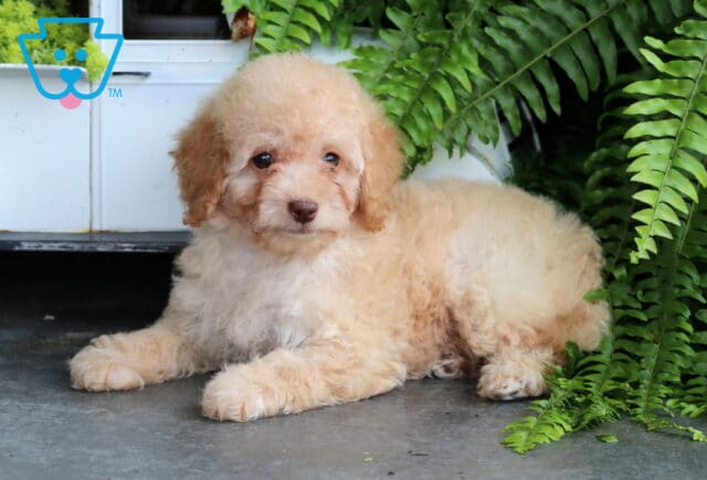 Sky Mini Goldendoodle image
