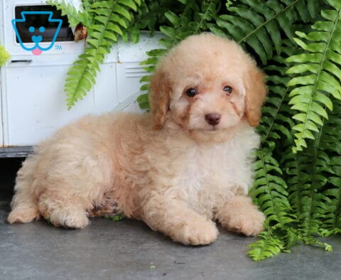 Sky Mini Goldendoodle2