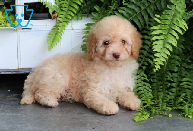 Sky Mini Goldendoodle2 image