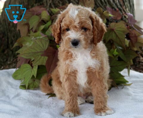 Slinky Cavapoo