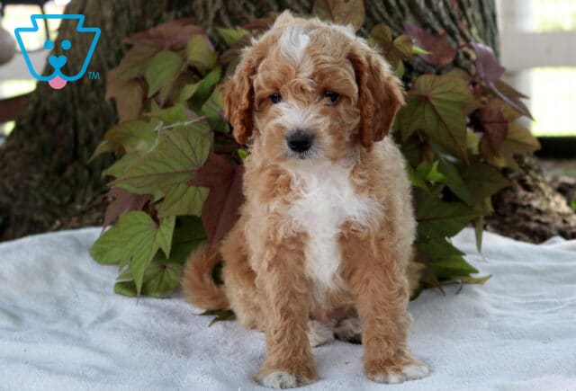 Slinky Cavapoo image