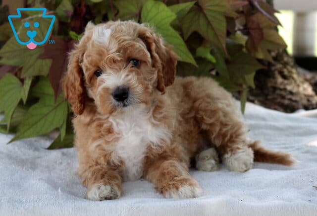 Slinky Cavapoo2 image
