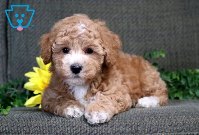 Sonny Bichpoo image