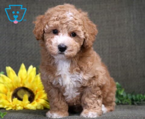 Sonny Bichpoo2
