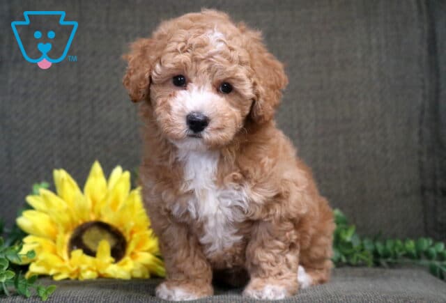 Sonny Bichpoo2 image