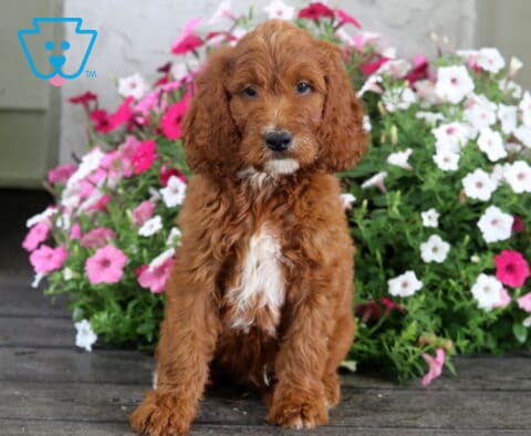 Sonny Irishdoodle