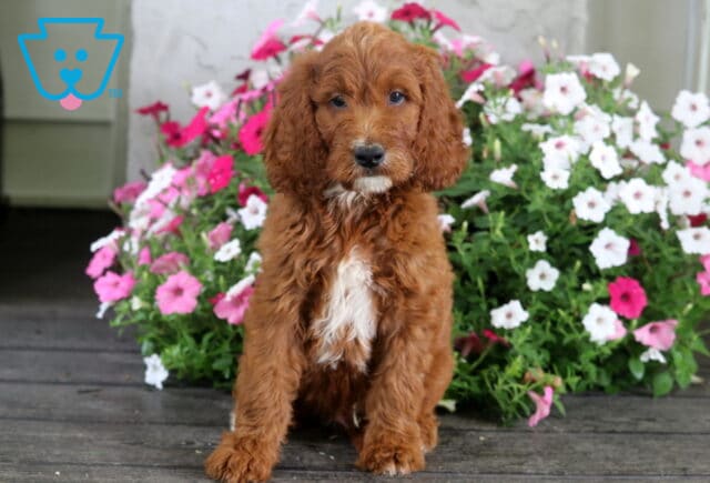 Sonny Irishdoodle image