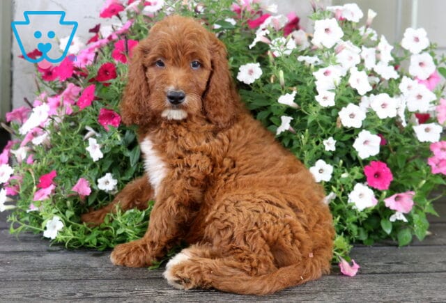 Sonny Irishdoodle2 image