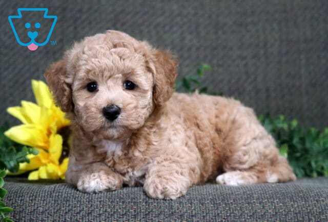 Sophie Bichpoo image