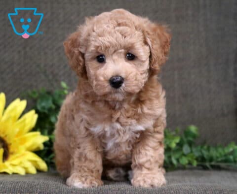 Sophie Bichpoo2