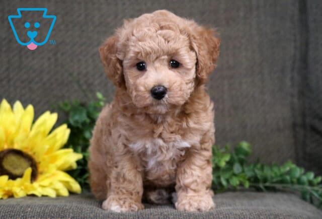 Sophie Bichpoo2 image