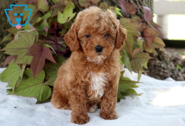 Sophie Cavapoo image