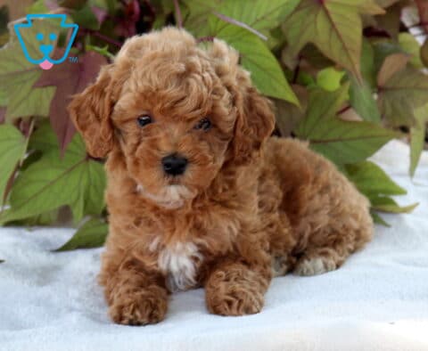 Sophie Cavapoo2