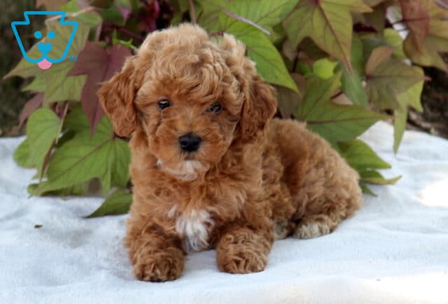 Sophie Cavapoo2 image