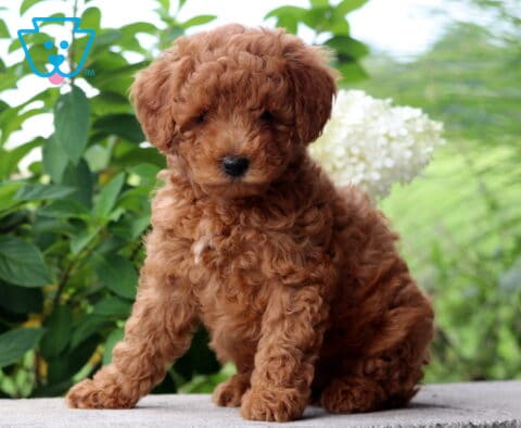 Curly red Mini Poodle puppy sitting outdoors surrounded by lush green plants and white flowers.