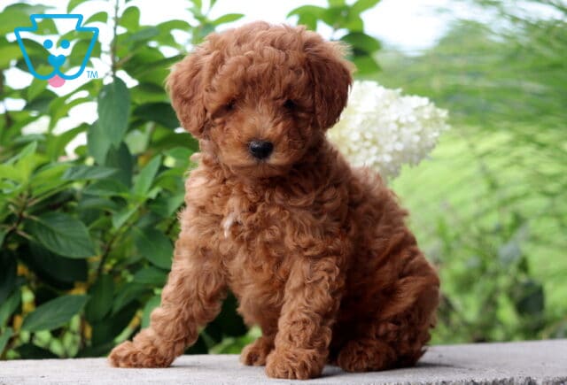 Curly red Mini Poodle puppy sitting outdoors surrounded by lush green plants and white flowers. image