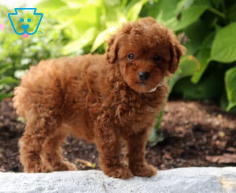 Sophie Mini Poodle