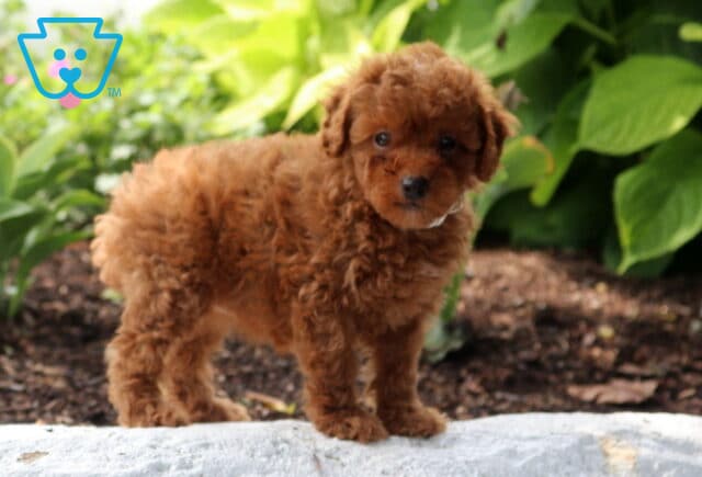Sophie Mini Poodle image